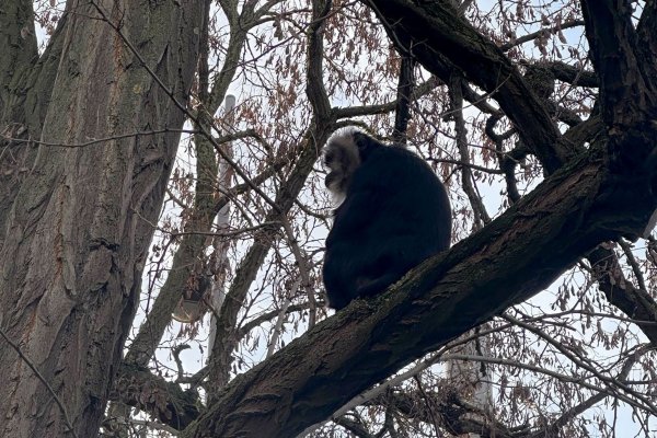 Der aus dem Zoo Leipzig gestohlene Bartaffe Ruma wurde wiedergefunden. - © Zoo Leipzig/dpa