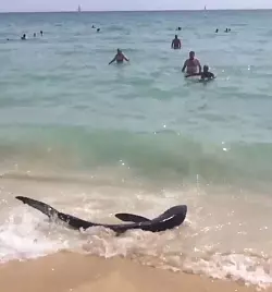 - &copy; David Fraser