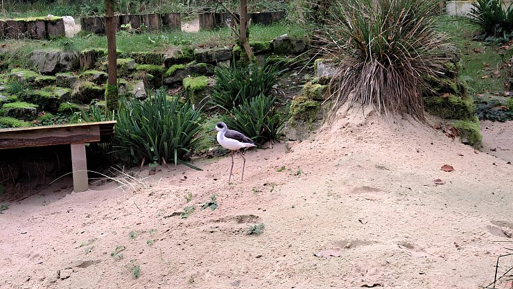 Die Stelzenläufer kommen aus dem Naturzoo in Rheine. - © Stadt Bielefeld/Umweltbetrieb.