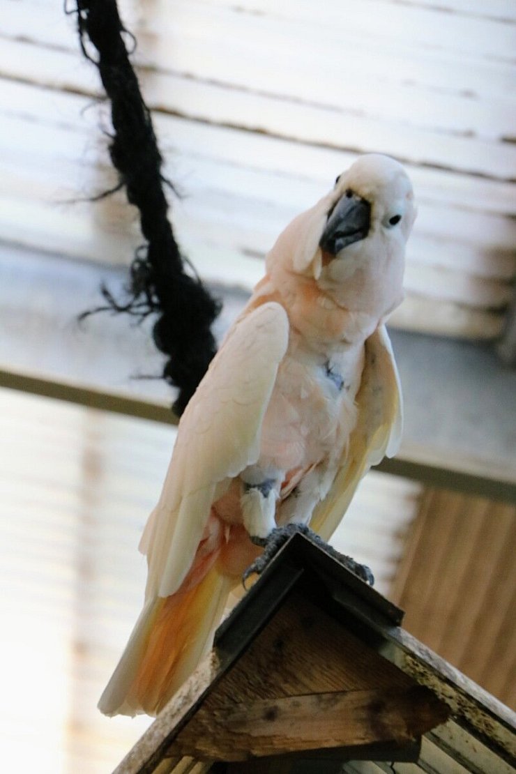 "Columbus" hat die Lage im Blick. Der Molukkenkakadu hat seine ersten 25 Jahre in einem kleinen Käfig als Haustier in einem Reisebüro verbracht. Um wieder fliegen zu können, hat er zwei Jahre lang mit Wolfgang Busse trainiert. - © Yvonne Glandien