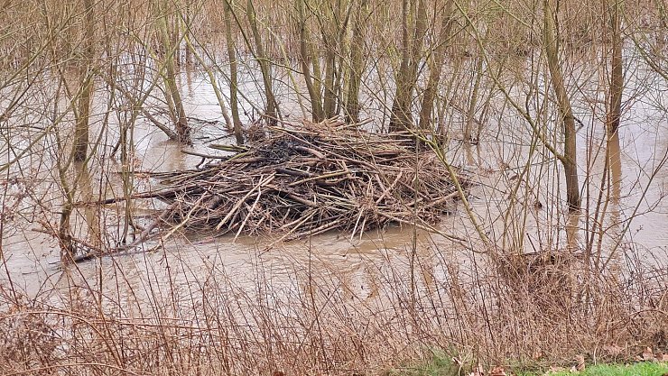 Üblicherweise betritt der Herr Biber seine Wohnung oberirdisch über die so genannte Biberrutsche. Das kann sich der dickbepelzte Schwimmer zur Zeit in der Emmer schenken. - © Marianne Schwarzer