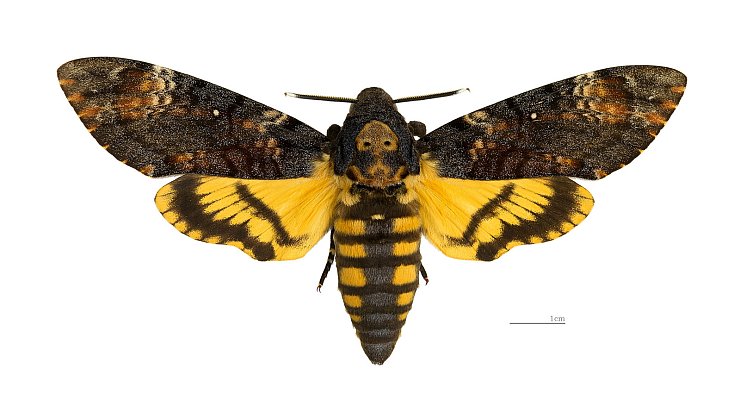 Acherontia Atropos, besser bekannt als Totenkopfschwärmer. Lizenz: https://bit.ly/Totenkopfschwaermer - © https://commons.wikimedia.org/wiki/File:Acherontia_atropos_MHNT_dos.jpg