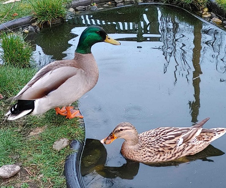 Klaus (r.) wird vermutlich mit seinem Lieblings-Erpel unterwegs sein. - © Helma Olderdissen