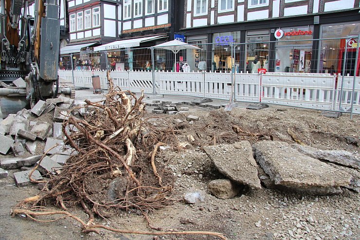 Zunächst werden Bäume und Wurzelwerk entnommen. - © Jana Beckmann