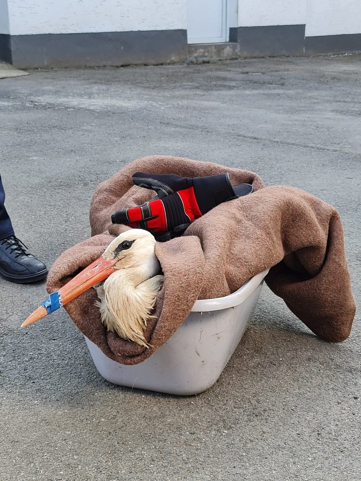 Diesen Storch hat die freiwillige Feuerwehr Lügde am Donnerstagnachmittag gerettet. - © Freiwillige Feuerwehr Lügde