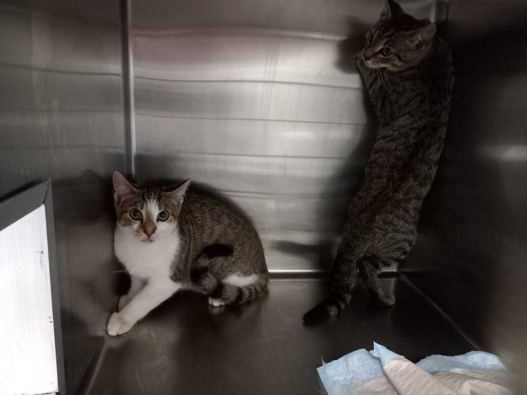 Die beiden scheuen Katerchen "Mischa" und "Fedja" wurden beim Kreishaus gefunden. - © Tierschutz der Tat eV