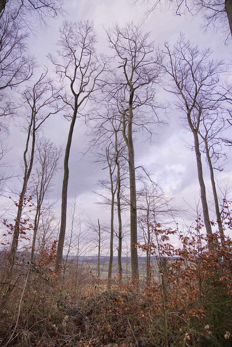Kranke Buchen mit vergilbten Kronen und zum Teil absterbenden beziehungsweise bereits abgestorbenen Ästen in der Nähe der Herlingsburg. Die Naturverjüngung kündet von einer neuen Buchengeneration. - © Landesverband Lippe