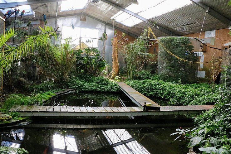 In der Papageienhalle leben um die 130 Tiere. Für das tropische Klima ist sie im Winter beheizt, im Sommer bleibt es unter 28 Grad. Vier unter der Decke verlegte Rohre und ein kniffliges Pumpensystem sorgen dafür, dass die Vögel im Regen duschen können. Dazu sammeln Busses in einem Reservoir unter der Halle bis zu 10.000 Liter Regenwasser, mit dem der Raum auch gereinigt wird. - © Yvonne Glandien