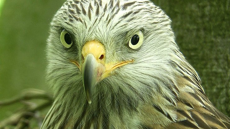 Schau mir in die Augen: Mit eigens entwickelter Kameratechnik kommt Jähne den Tieren besonders nahe. - © Robin Jähne