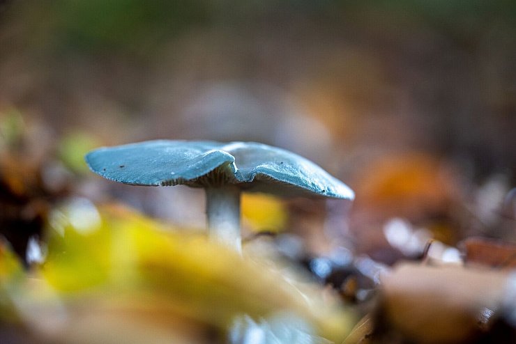 Nur gute Kenntnisse der einheimischen Pilze schützen vor möglichen Vergiftungen. - © AOK/hfr.