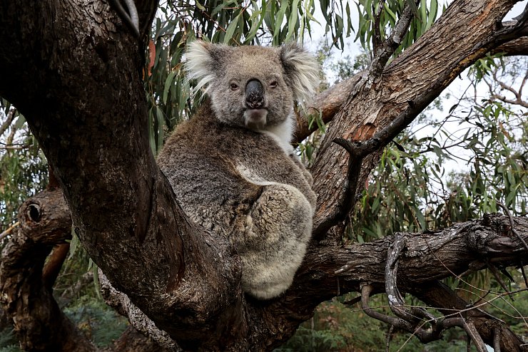 Der Koala sitzt auf einem Eukalyptusbaum und schaut Richtung Kamera. - © Roland Marske / Jules Verne [marske@jules-verne-online.de]