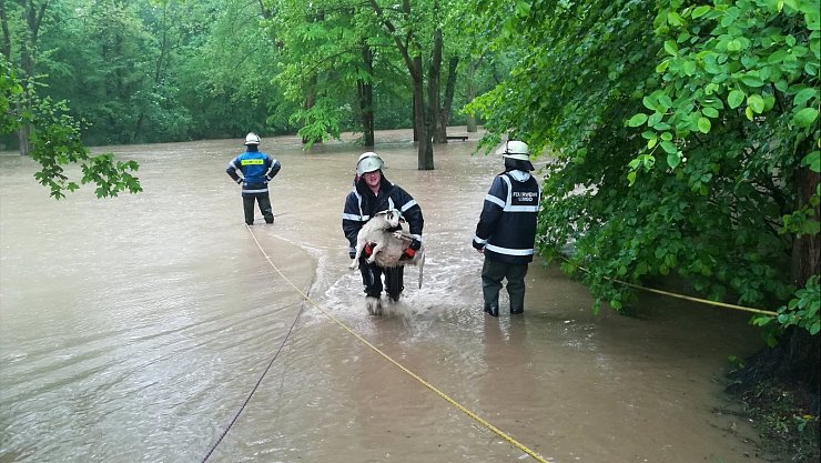 Tierrettung: Die Feuerwehr versucht am Bierweg hinter
dem Braker Schloss möglichst viele Schafe aus den Fluten zu fischen. Vermutlich
knapp 30 Tiere werden jedoch von den Wassermassen mitgerissen und ertrinken. - © Freiwillige Feuerwehr Lemgo