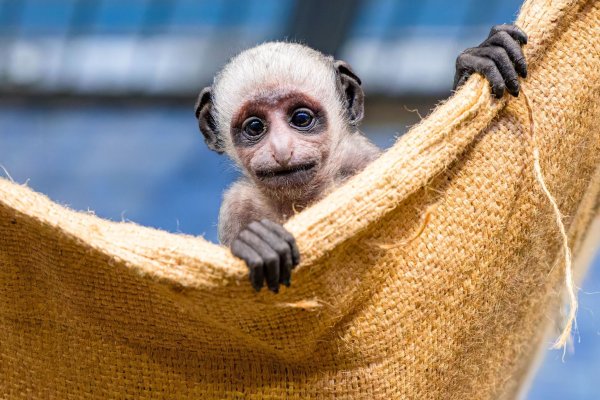 Im Duisburger Zoo haben die Bärenstummelaffen Nachwuchs bekommen. - © Mathias Appel/Zoo Duisburg/dpa