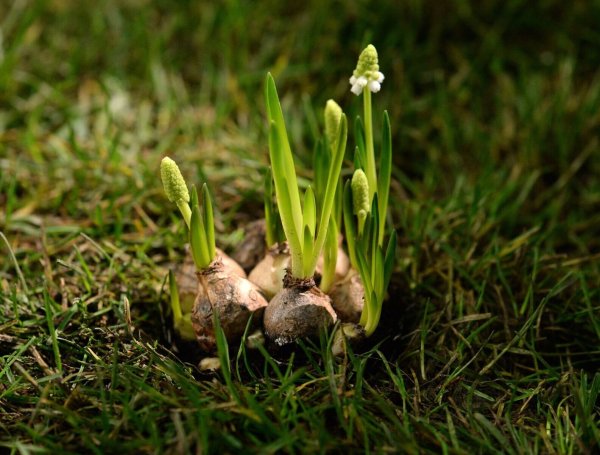 Die Stars des Frühlings: Blumenzwiebeln wie die Traubenhyazinthen blühen schon früh im Jahr. - © Andrea Warnecke/dpa-tmn