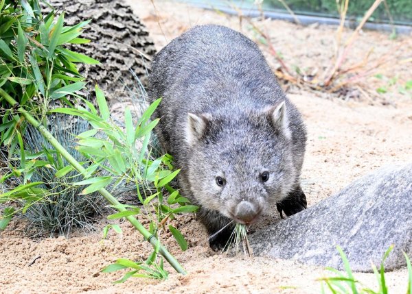 Das Wombat-Baby könnte bei der Aktion verletzt worden sein. (Symbolbild) - © Franziska Kraufmann/dpa