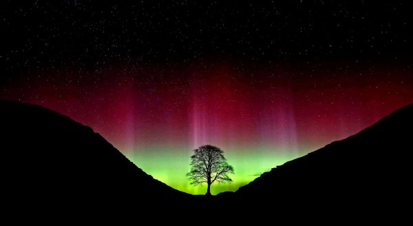 Der ikonische Baum war im September 2023 gefällt worden. (Archivbild) - © Owen Humphreys/PA Wire/dpa