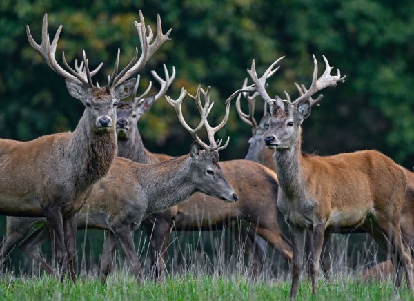 Der Rothirsch ist zum Tier des Jahres 2026 gewählt worden. (Archivbild) - © Patrick Pleul/dpa/ZB