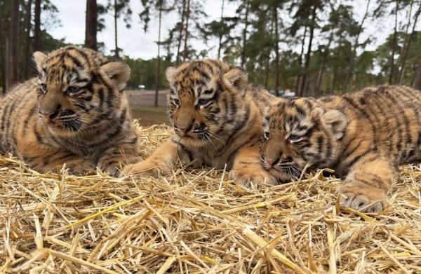 Diese drei Tigerbabys wurden im Serengeti-Park in Hodenhagen geboren. - © -/Serengeti-Park Hodenhagen/dpa