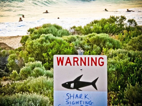 Die Gewässer rund um Australien sind berühmt-berüchtigt: Es kommt immer wieder zu Haiangriffen auf Schwimmer und Surfer. (Symbolbild) - © Rebecca Le May/AAP/dpa