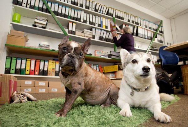 Bulldogge Lilli und Husky-Mischling Lulu sitzen im Büro ihres Frauchens. - © dpa