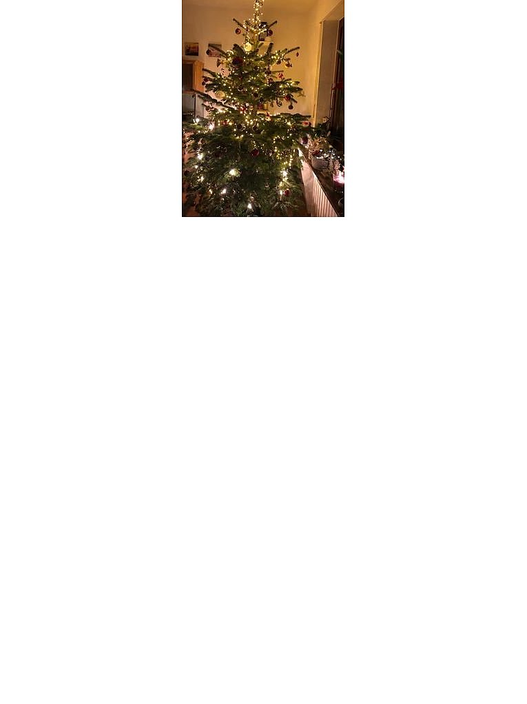 Weihnachtsbäume in Lippe