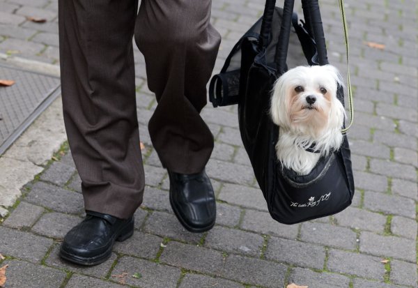 Wichtig: Den Flauschi hier langsam an die Tasche gewöhnen. Das vermeidet Stress und Angstzustände. - © picture alliance / dpa