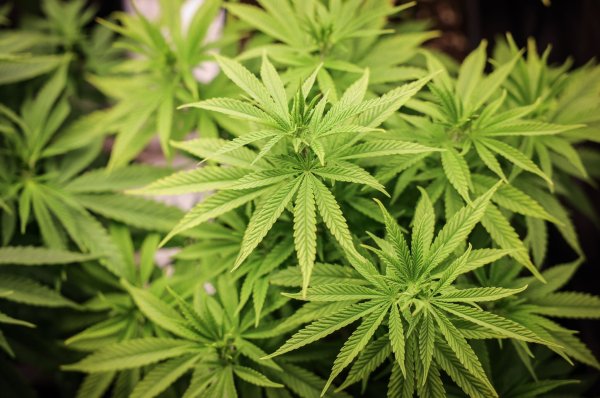 Chemiearbeitgeber und Gewerkschaften sprechen sich für eine Null-Toleranz-Politik für Cannabis am Arbeitsplatz aus. - © Christian Charisius/dpa