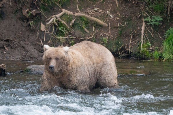 Kann Braunbärin Grazer in diesem Jahr ihren Titel verteidigen? (Archivbild) - © F. Jimenez/National Park Service/AP/dpa