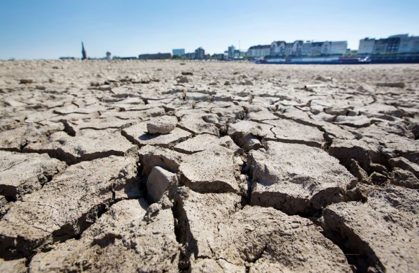 Das Land NRW setzt gegen den Klimawandel auf eine Klimaanpassungsstrategie mit mehr als 100 Maßnahmen. (Archivfoto) - © Martin Gerten/dpa