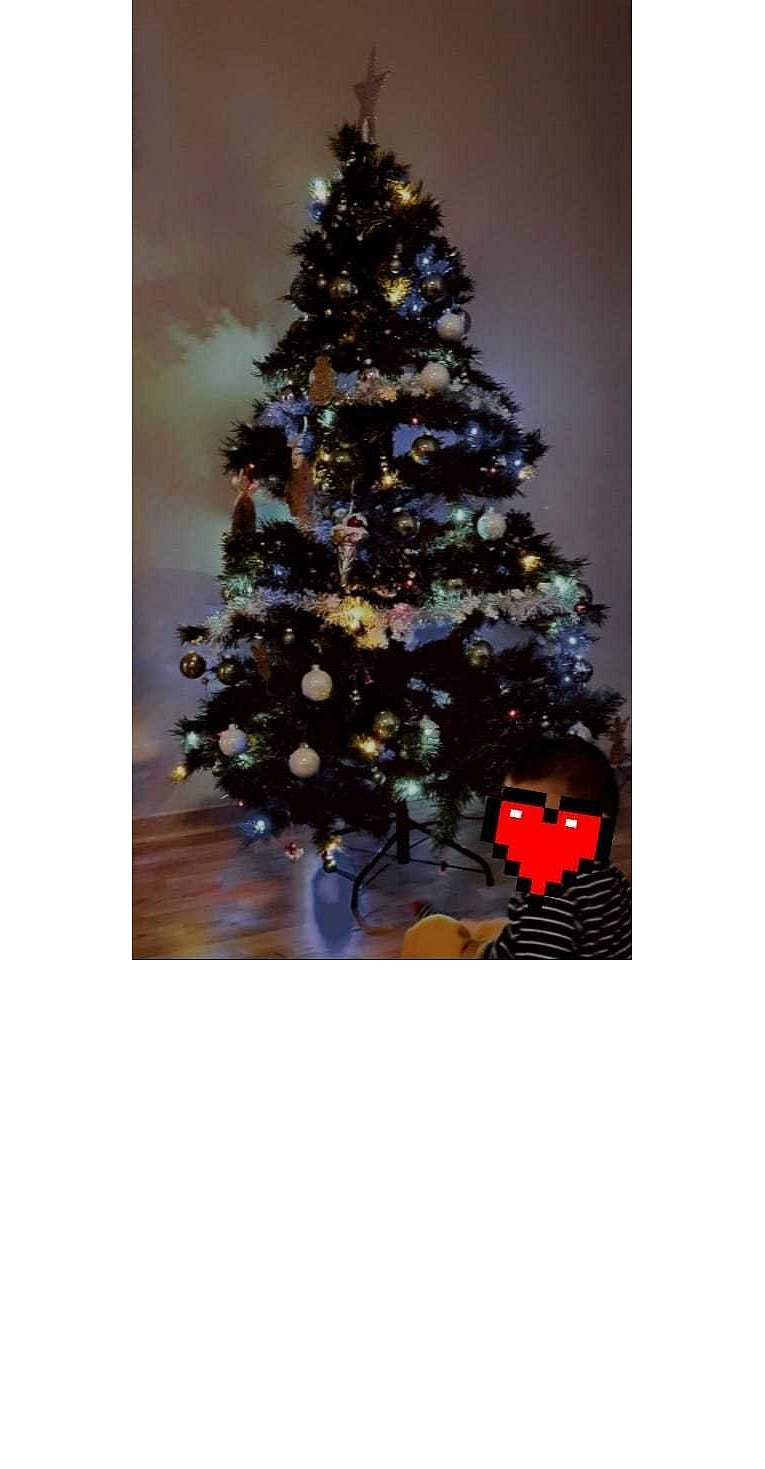 Weihnachtsbäume in Lippe