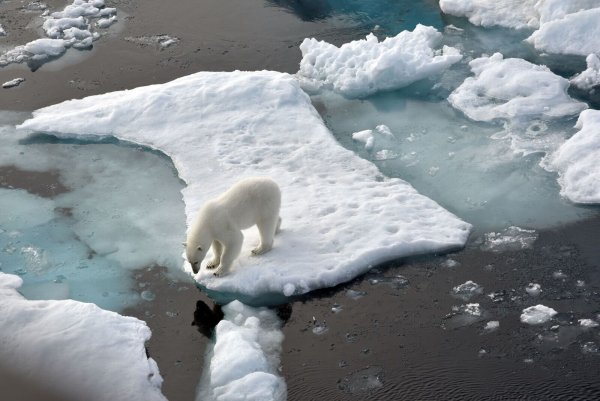 ILLUSTRATION. Ein Eisbär steht im Nordpolarmeer auf eine Eisscholle. - © Ulf Mauder/dpa