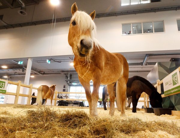 Die Reitsportmesse «Equitana» beginnt in Essen. - © Roland Weihrauch/dpa