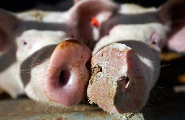 Symbolfoto: Bei diesem Bild handelt es sich nicht um Tiere aus der Schweinemast von Firma Meier Brakenberg. - © dpa