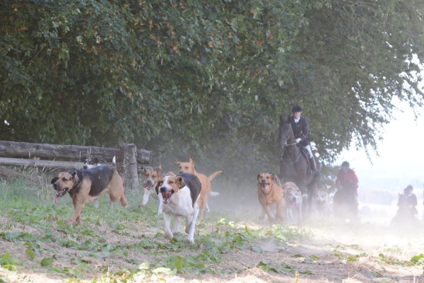 Schleppjagd: Die erste Jagd der Saison des Schleppjagdvereins Lipperland fand traditionell am Schloss und Gut Wendlinghausen statt. Die Cappenberger Meute folgte dem Schleppenleger, w?hrend sich die Reiter im Hintergrund schon auf das n?chste Naturhindernis vorbereiten. Durch die lange Hitzeperiode waren die Felder und Wege sehrt staubig. - © Tanja Watermann