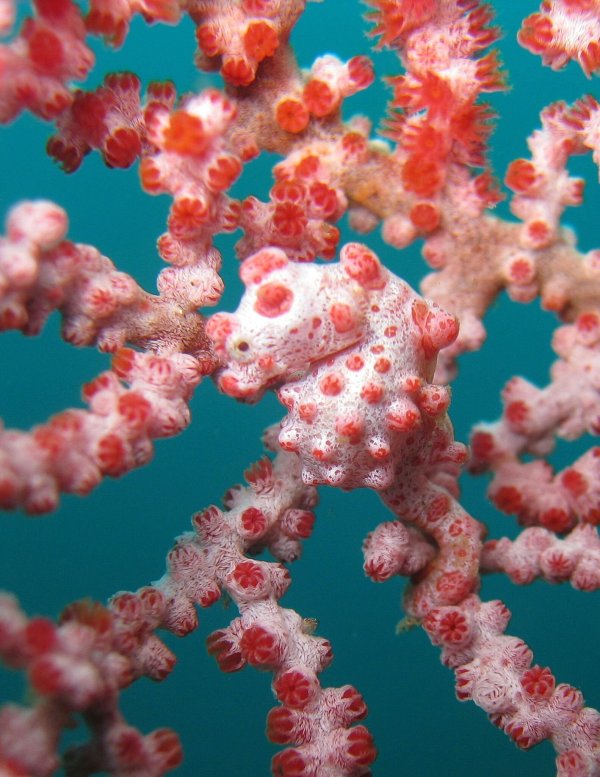 Zwerg-Seepferdchen sind zwischen Gorgonien-Korallen perfekt getarnt. - © .. Sea Institute of Oceanology/Chinese Academy of Sciences/dpa