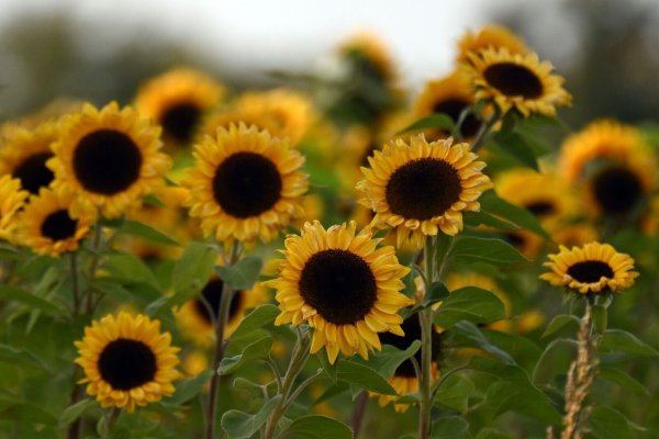Sonnenblumen am Wegesrand - sie stehen für viel Sonne am Mittwoch und Donnerstag in NRW - © Federico Gambarini/dpa