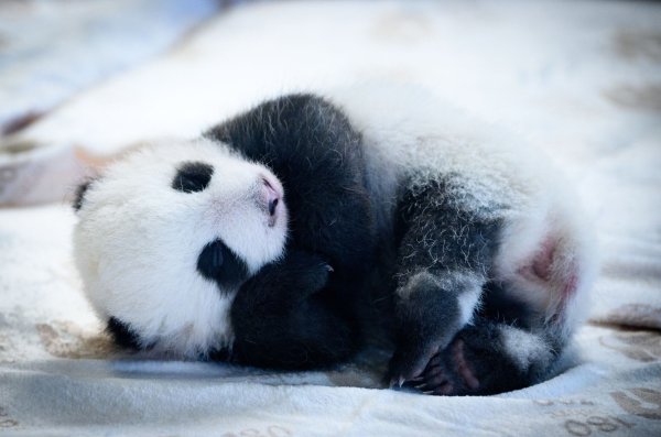Knapp zwei Monate sind die Panda-Babys alt - und mittlerweile können sie auch die Augen öffnen. (Archivbild) - © Bernd von Jutrczenka/dpa