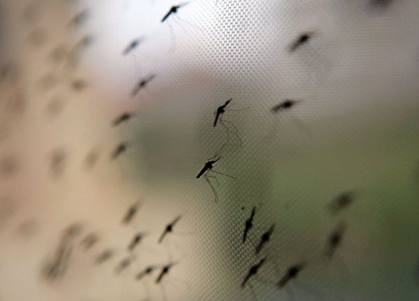 Auch der ägyptische Pharao Tutanchamun litt an Malaria. Moskitonetze können heute helfen. (Archivbild) - © Stephen Morrison/epa/dpa