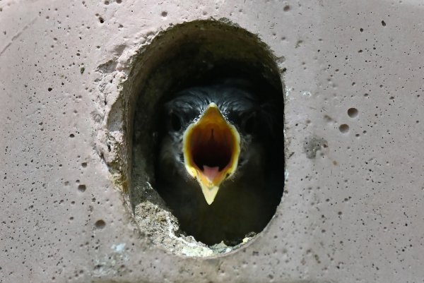 Ein Kleiber-Jungtier schaut aus seinem Vogelhäuschen und reißt hungrig seinen Schnabel auf. - © Katrin Requadt/dpa