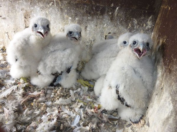 Junge Wanderfalken hocken im Nest. - © Thorsten Thomas/Arbeitsgemeinschaft Wanderfalkenschutz NRW/dpa