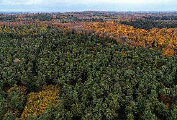 Der Bürgerentscheid könnte darüber entscheiden, ob es in NRW einen zweiten Nationalpark gibt. (Archivbild) - © Oliver Berg/dpa