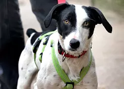 Kommt aus Frankreich: Knödel ist ein kleiner Pointer-Mix. - © Andreas Frücht