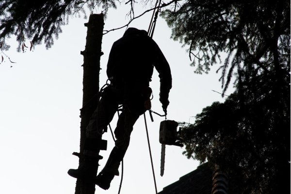 Ein Holzfäller beseitigt einen Baum - © Foto: Klaus-Dietmar Gabbert/dpa-tmn