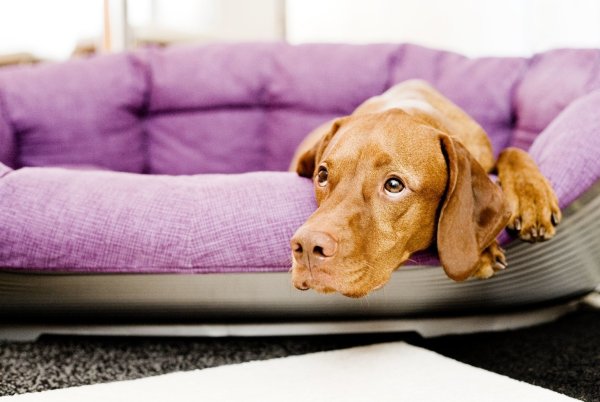 Hund hat Angst - © Foto: Monique Wüstenhagen