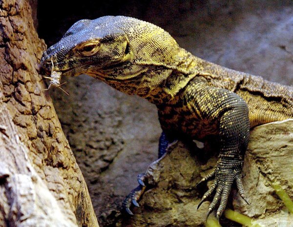 Komodo-Waran - © Foto: epa efe Garriga