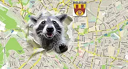 Waschb&auml;ren gibt es vor allem im Norden und Osten der Stadt. - &copy; FOTO: DPA,GOOGLE, GESTALTUNG: SILKE SALBERT