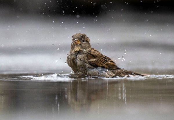 Ein Haussperling, auch Spatz genannt, badet in einer Pfütze. - © Monika Skolimowska/dpa