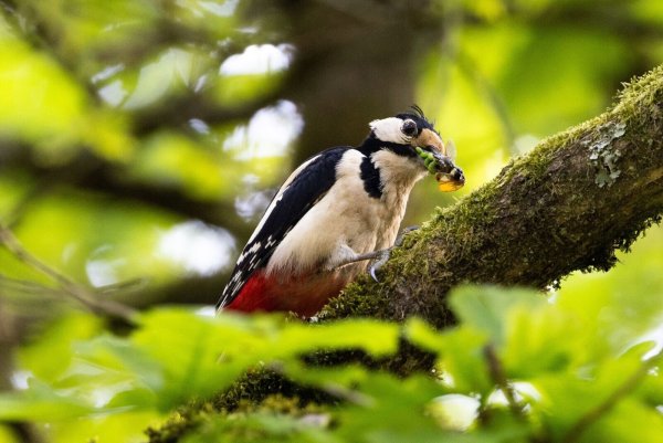 Typische Waldvögel, wie der Buntspecht, sind immer häufiger in Wohngebieten vorzufinden. - © Lando Hass/dpa