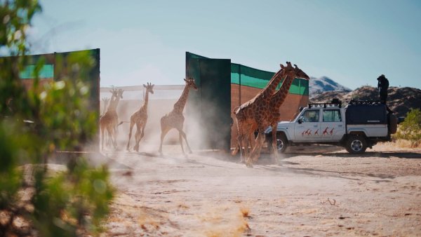 Giraffen im Iona-Nationalpark in Angola. - © -/Giraffe Conservation Group/dpa