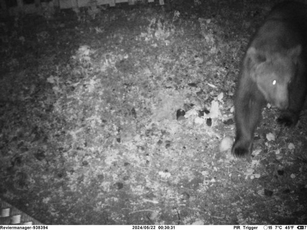 Eine Wildkamera fängt ein, wie ein Braunbär nachts durch das deutsch-österreichische Grenzgebiet tapst. - © Reviermanagement/dpa